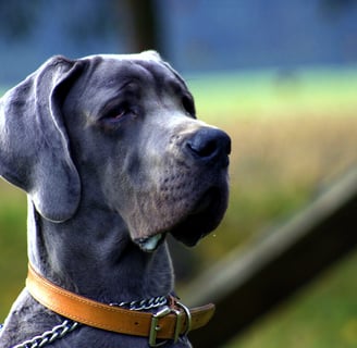 perro de muestra