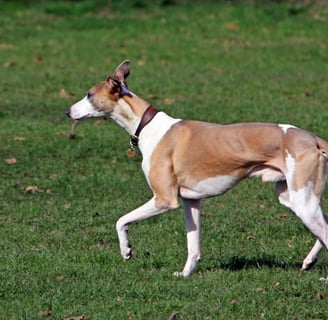 galgo cazando