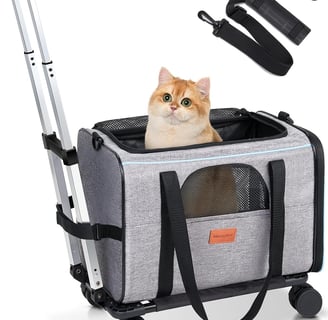 a cat sitting in a carton with a cat in it