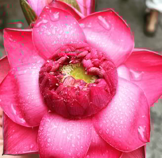 Lotus Flower