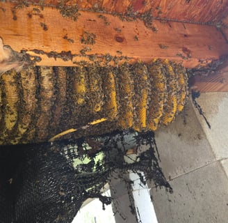 an active beehive under a structure