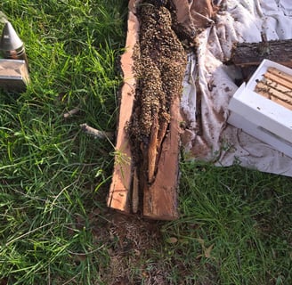 a beehive in a tree log