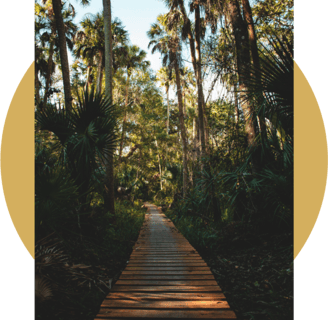 An image of a Carribean island boardwalk in the forest.