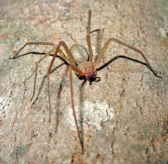 aranha marrom