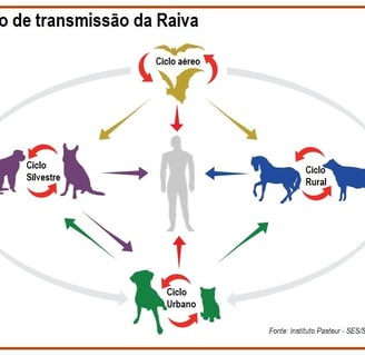 Ciclo da Raiva