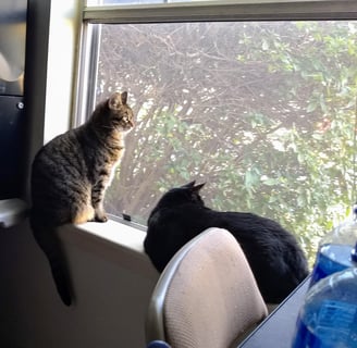 Johnny and Night sitting by the window, looking outside with curiosity.