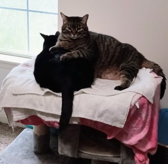 Johnny affectionately holding Night as they snuggle on a cat bed, showcasing their close bond.