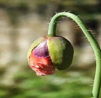 Rose rouge à peine épanouie tige verte inclinée vers le bas symbolisant un état mental dépressif