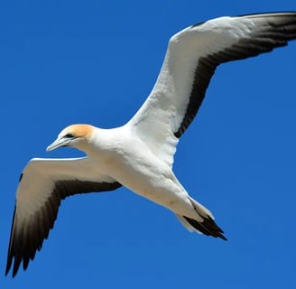 Oiseau de mer (sorte de mouette) en vol ailes déployées symbolisant la liberté