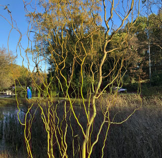 Curly yellow branches on a curly willow tree