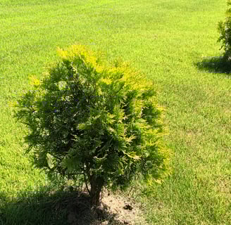 Golden Globe Arborvitae planted in a yard in the sunshine