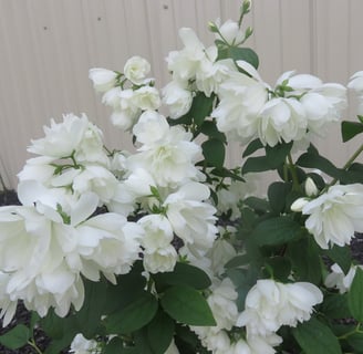White flowers on a shrub with dark green leaves planted in a garden