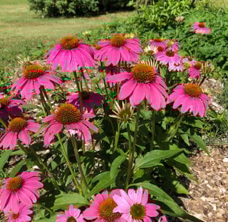 Beautiful pink coneflower blooms with green leaves planted in a garden