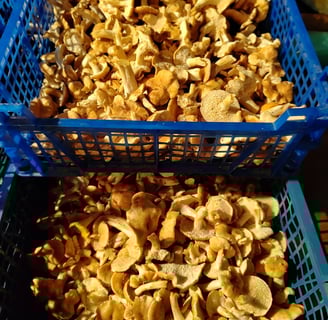 nettoyage des champignons