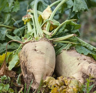 Şəkər çuğunduru