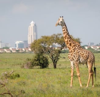 Nairobi National Park
