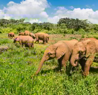 David Sheldrick Wildlife Trust, Nairobi