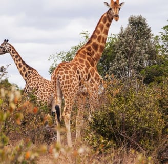 Giraffe Centre, Nairobi