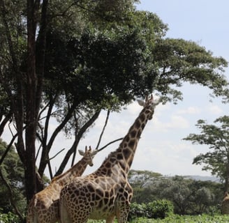 Karura Forest Reserve, Nairobi