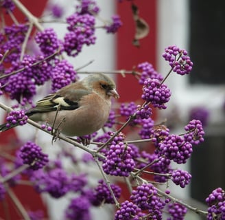 Native plants Williamsburg VA. Photo by Patrick Droog via Pexels.