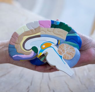 Two hands holding a multicoloured plastic brain