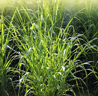 Switchgrass planted in rows that grow in "bunches"