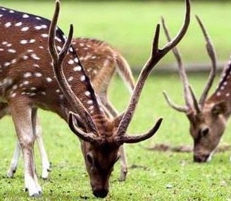 anak-anak memberi makan rusa di penangkaran rusa kertamanah pangalengan