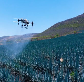 monitoreo de agave con dron