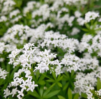 Woodruff in flower