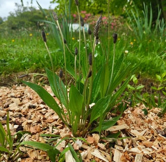 ribwort plantain, tall, long and narrow leaves