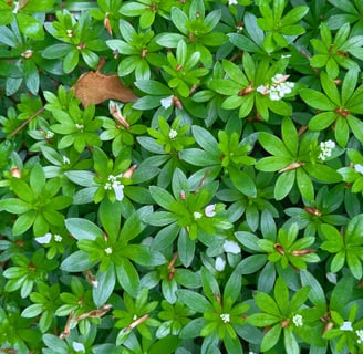 woodruff