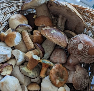 a basket of mushrooms