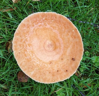 Saffron milkscap mushroom, topdown image