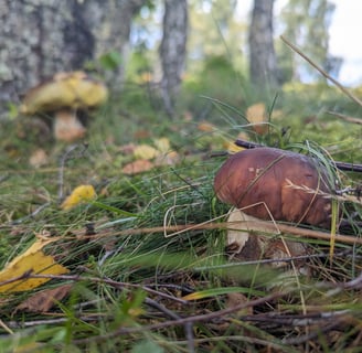 Two cep mushrooms, one in the fore and one in the back