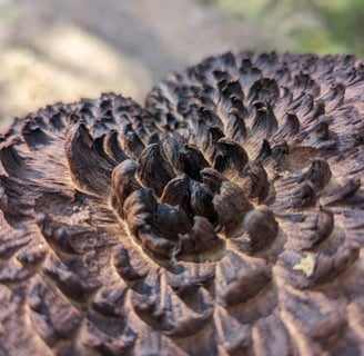 Close zoom of the top of a scale hedgehog mushroom