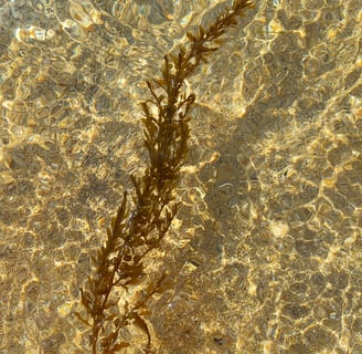 Japanese wire weed in the water