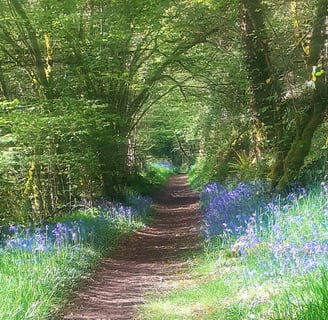 Sunlit forest path lined with blooming bluebells in spring, near Belle-Isle-en-Terre, Brittany—ideal