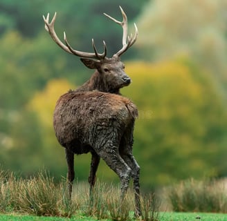 Cerf élaphe debout dans une clairière forestière en Bretagne, entouré de verdure luxuriante.
