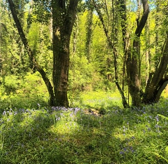 Peaceful forest scene near Belle-Isle-en-Terre in Brittany, with bluebells in bloom under tall trees