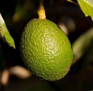 aguacate rico en magnesio en el árbol
