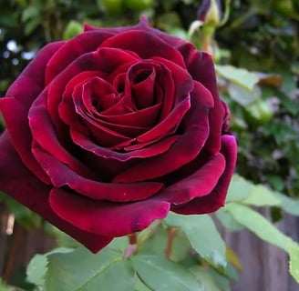 a red rose flower with green leaves