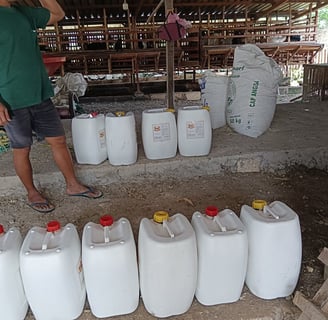 FML digunakan pada kambing