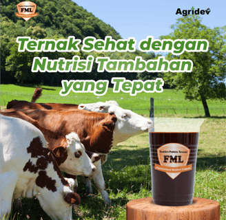 FML bantu sistem pencernaan sapi bekerja lebih efisien