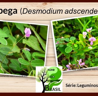 Desmodium adscendens