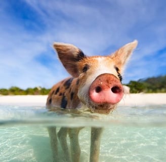 Swimming with Pigs in Nassau