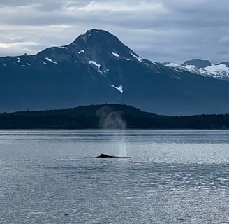 Whale Watching from the Cruise Ship