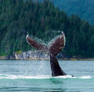 Alaska Whale Watching Tours