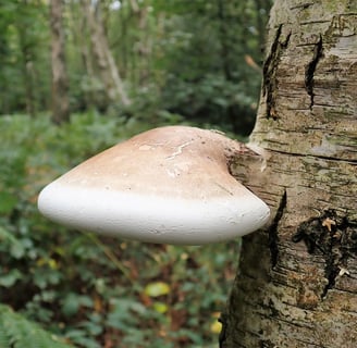 a mushroom on a birch tree trunk