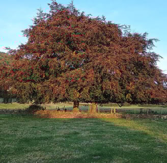 a hawthorn tree