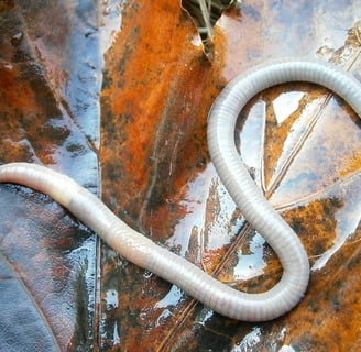 a worm on a leaf